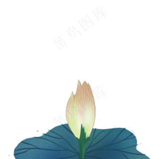 绿色的荷叶和荷花