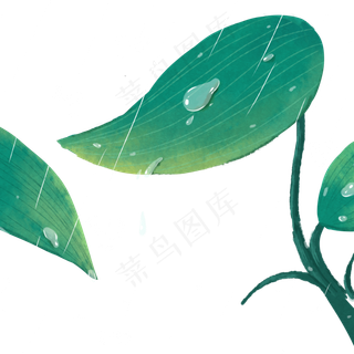 绿色植物叶子自然