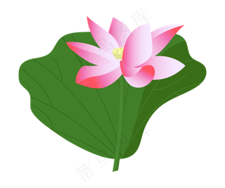 漂亮的粉色荷花插图