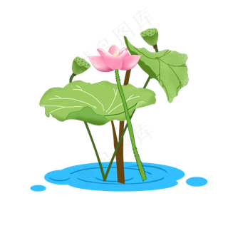 夏天清新荷塘荷花