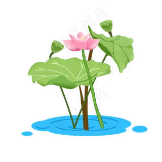 夏天清新荷塘荷花