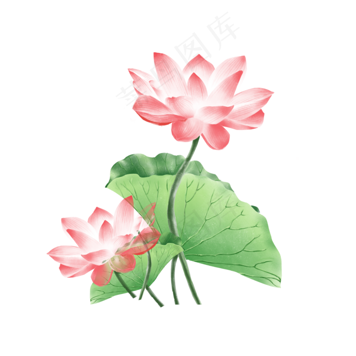 手绘夏日粉色荷花荷叶,免抠元素(2000*2000px 300 dpi )psd模版下载