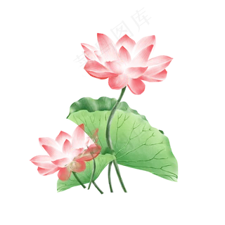 手绘夏日粉色荷花荷叶,免抠元素