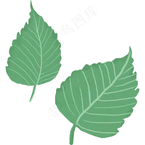 植物绿色涂鸦树叶大片叶子