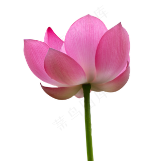 一朵漂亮的荷花花朵