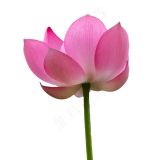 一朵漂亮的荷花花朵