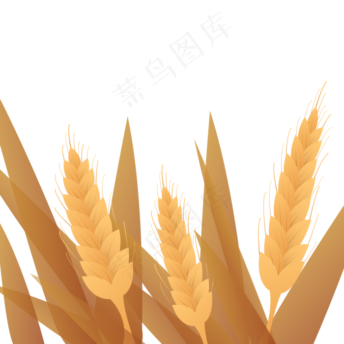 芒种节气麦子成熟