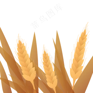 芒种节气麦子成熟