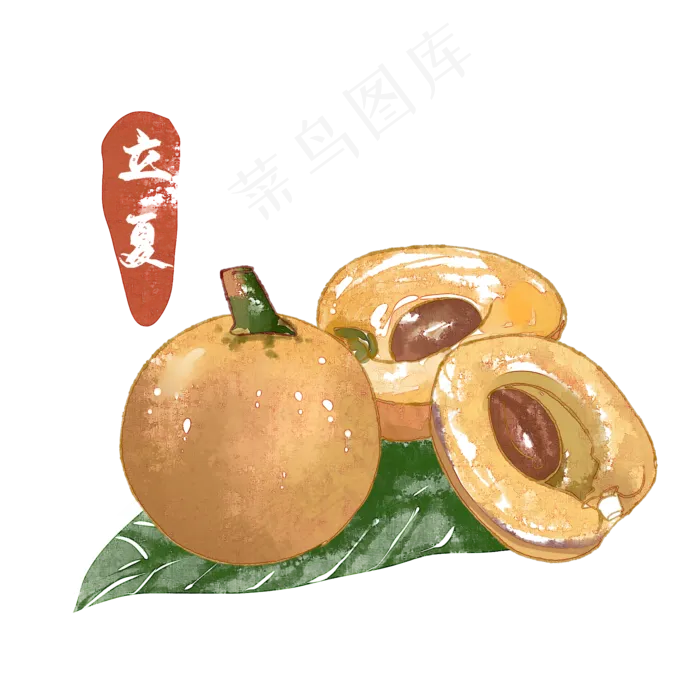 立夏枇杷水果水彩(2000X2000(DPI:299))psd模版下载