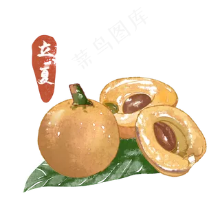 立夏枇杷水果水彩 立夏枇杷水果水彩