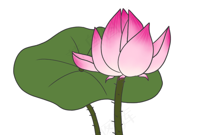 粉色荷花花朵插图(3000X2000(DPI:300))psd模版下载
