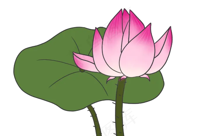 粉色荷花花朵插图(3000X2000(DPI:300))psd模版下载