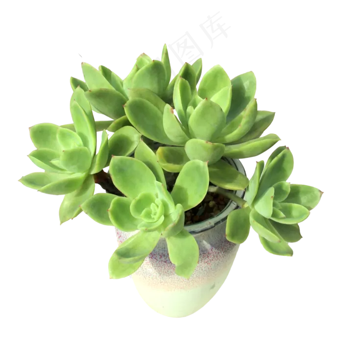 多肉植物,免抠元素