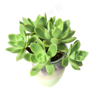 多肉植物,免抠元素