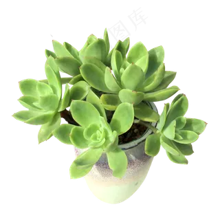多肉植物,免抠元素