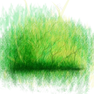 绿色水边的灌木丛