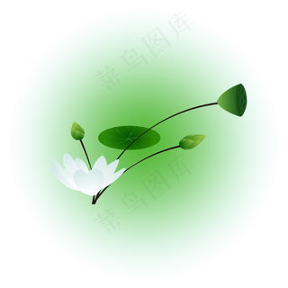 夏日荷花清新精美