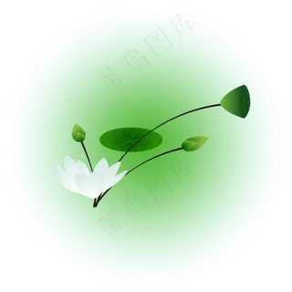 夏日荷花清新精美