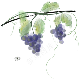 水彩紫葡萄藤