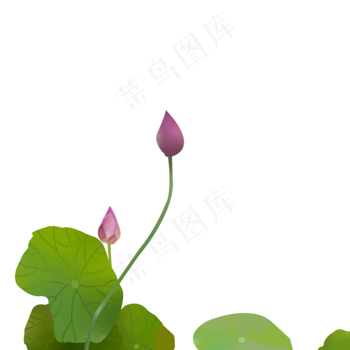 清新荷花插画元素下载