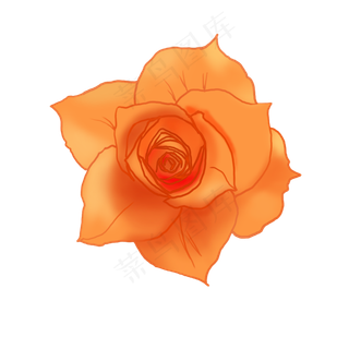 橘色的玫瑰花朵