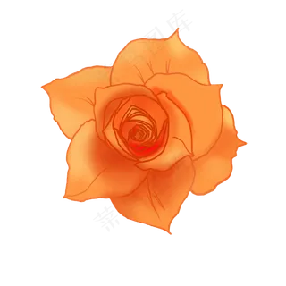 橘色的玫瑰花朵