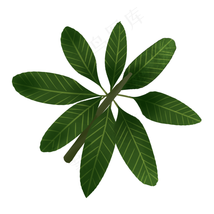 八片热带植物叶子免抠插图
