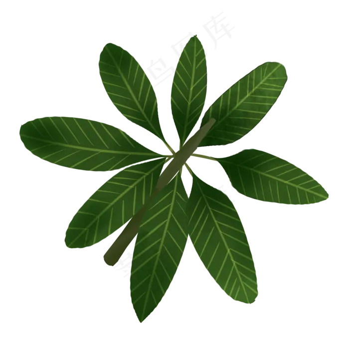 八片热带植物叶子免抠插图(2000X2000(DPI:300))psd模版下载