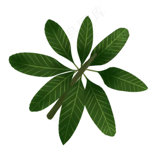 八片热带植物叶子免抠插图 八片热带植物叶子免抠插图