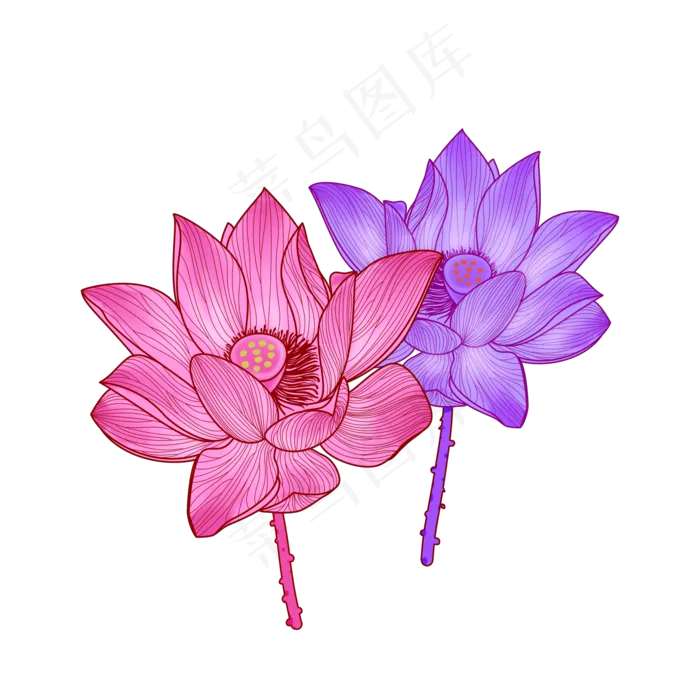 植物花朵莲花夏日夏季荷花粉色(2000X2000(DPI:299))psd模版下载