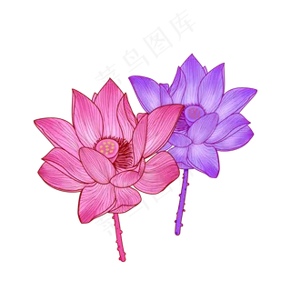 植物花朵莲花夏日夏季荷花粉色