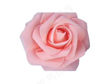 一朵玫瑰 一朵玫瑰