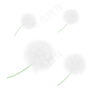 飞舞的白色蒲公英