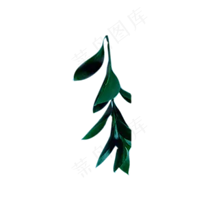植物绿色叶子下载