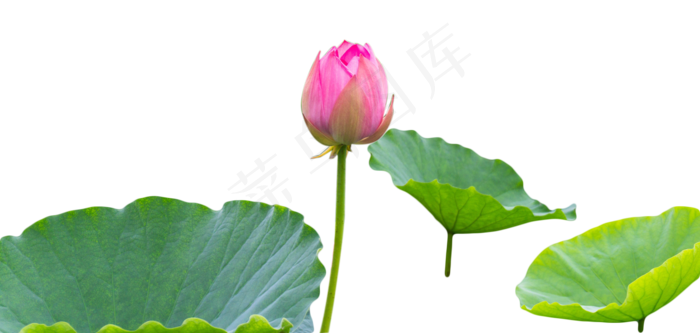 荷花荷塘荷叶池塘