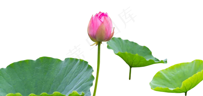 荷花荷塘荷叶池塘 荷花荷塘荷叶池塘