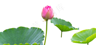 荷花荷塘荷叶池塘