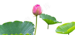 荷花荷塘荷叶池塘