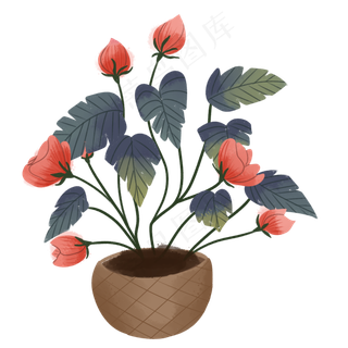 盆栽蔷薇花朵品红