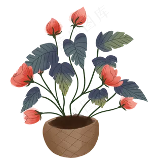 盆栽蔷薇花朵品红