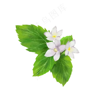 小清新薄荷花