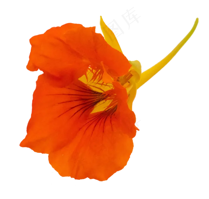 红色花开(4000*3800px 300 dpi )
