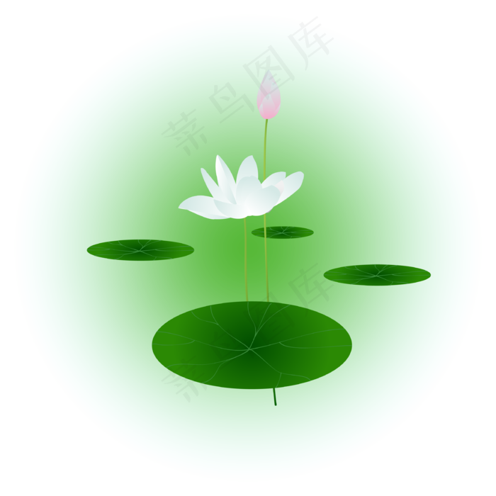 夏日荷花清新精美