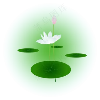 夏日荷花清新精美