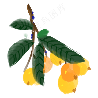 枇杷果实水果成熟