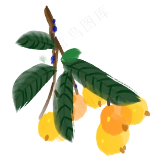 枇杷果实水果成熟