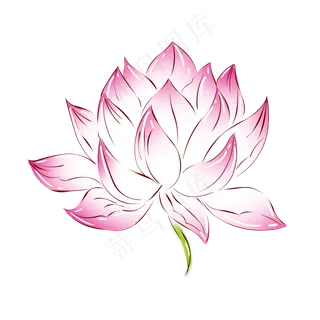 植物粉红色荷花