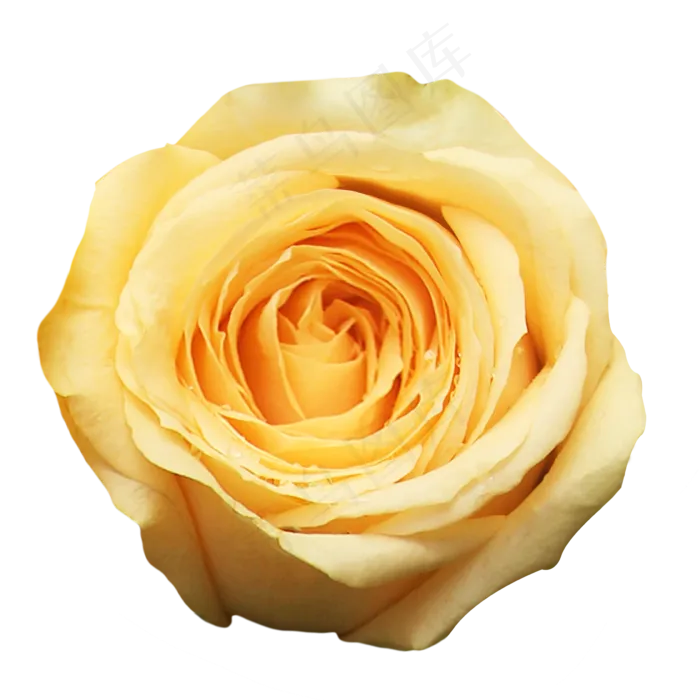 黄玫瑰月季玫瑰(1082X1050(DPI:300))