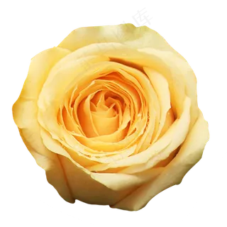 黄玫瑰月季玫瑰