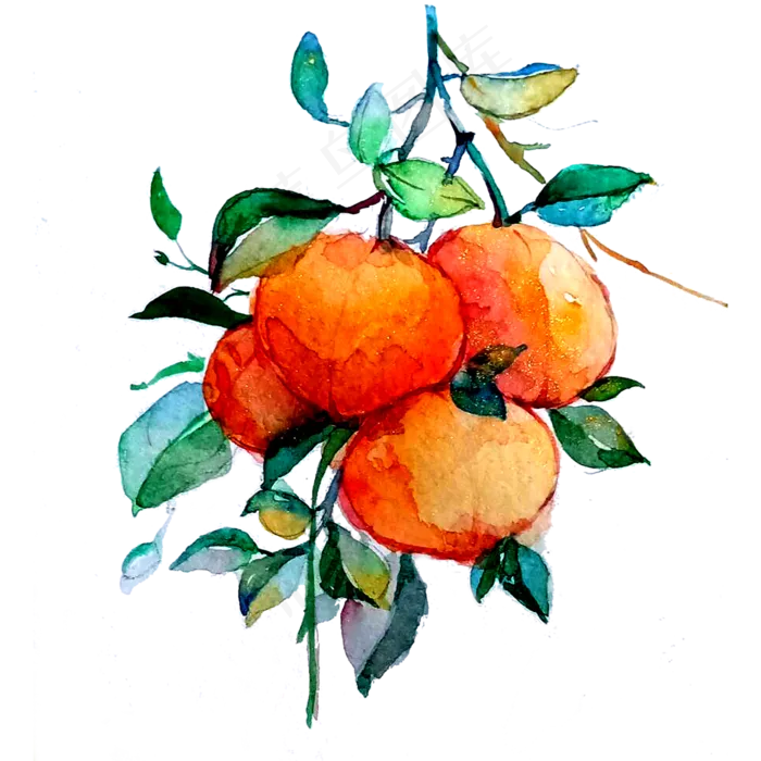 橘子柑桔丑橘水果维生素甜蜜PNG(3000X3000(DPI:300))psd模版下载